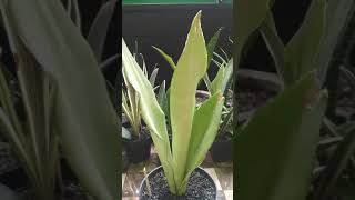 Sansevieria Moonshine [upl. by Deehahs]