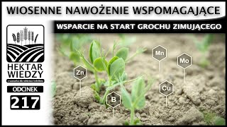 WIOSENNE NAWOĹ»ENIE WSPOMAGAJÄ„CE  WSPARCIE NA START GROCHU ZIMUJÄ„CEGO  ODCINEK 217 [upl. by Ajram]