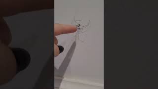 There was a spider on my ceiling spiderdave animation funny memes funny [upl. by Arie]