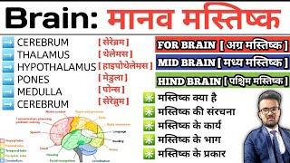 Brain  मानव मस्तिष्क  Structure of Brain  Function of Brain  Cerebrum  Thalamus  Hypothalamus [upl. by Dulcia]