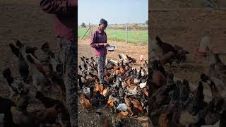 Free Range Desi Poultry Farming [upl. by Devaney]