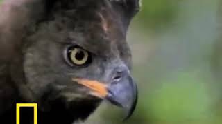 Honey Badger Narrates Water Chevrotains Are Adorable Crowned Eagles are Nasty [upl. by Aivilo]