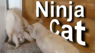 NINJA CAT  PAROLE DE CHAT [upl. by Hollis710]