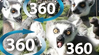 360 video Lemur Live Virtual Reality VR with monkeys Lemuridae Lemurer [upl. by Eilra]