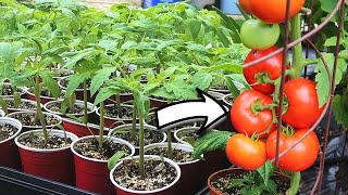 How to Grow Big Beef Tomatoes Perfect Beefsteaks SEED to HARVEST [upl. by Darrey]