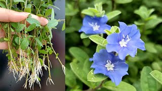 How to Propagate and Grow Blue Daze flowers in Water to Decor Home and Office [upl. by Notniw479]