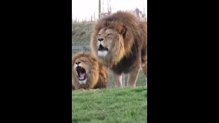 🦁 LIONS ROARING IN THE WILD LIONS [upl. by Amsirhc]