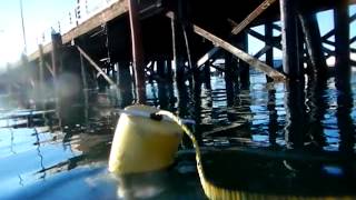 Intro to Oceanography quotmooringquot in Port Angeles Harbor [upl. by Dlorrej713]