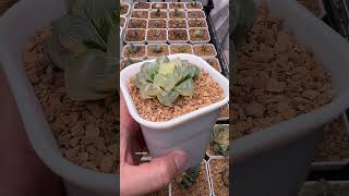 Haworthia Mochi Gyokuro Variegated haworthia plants succulent variegatedplants plantcollection [upl. by Aisatna]