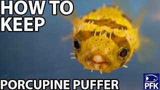 HOW TO KEEP PORCUPINE PUFFER  Diodon holocanthus [upl. by Petunia]