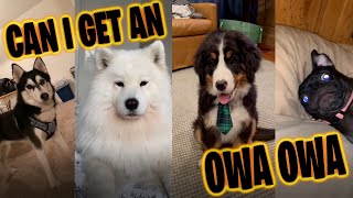 Owa Owa Tiktok Compilation Other Dogs Can I get an Owa Owa [upl. by Friedrick]