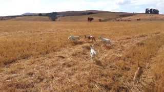 Podenco Andaluz Malagueño  Línea de la Axarquía [upl. by Rednal]