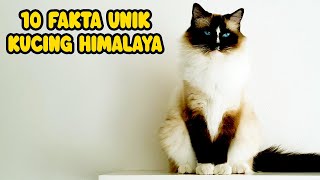 10 FAKTA UNIK KUCING HIMALAYA [upl. by Rogers]