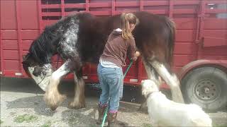 Sheeth cleaning geldings [upl. by Elisha]