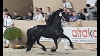 Tiede 501 stallion inspection 2019 Friesian horse [upl. by Yager]