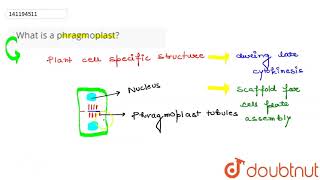 What is a phragmoplast  11  CELL CYCLE AND CELL DIVISION  BIOLOGY  PRADEEP  Doubtnut [upl. by Airres944]