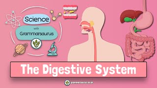 Science with Grammarsaurus  The Digestive System [upl. by Kcirdde]