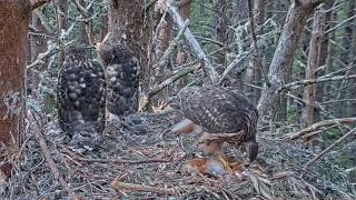 Goshawk Nest RSPB Loch Garten Scotland  Młode Jastrzębie🐥🌹🍀🐥🌹🍀🐥🌹🍀 i niedostępna wiewiórka 🐿 [upl. by Lzeil21]