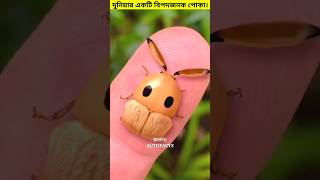 দুনিয়ার একটি বিপদজনক প্রাণী। 😳 shorts animals insects [upl. by Allac812]