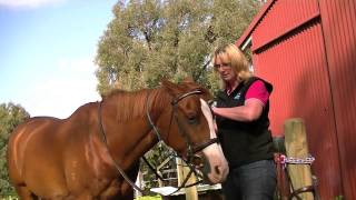 How to fit a browband to your horse brought to you by Melody from Magic Browbands [upl. by Anas522]