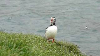 Papageientaucher Fratercula arctica  Puffin  Island [upl. by Eachelle]