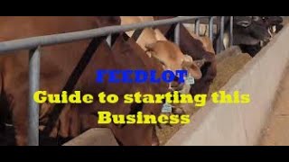 Feedlot 101 Starting a Cattle Fattening Business [upl. by O'Shee]