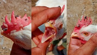 Fowl Pox Sings Prevention Causes Diagnosis Treatment and Vaccine in Chickens and Turkey Poultry [upl. by Nomae858]