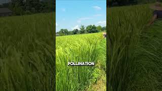 Artificial Pollination of Hybrid Rice [upl. by Nnaj411]