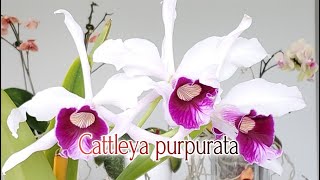 Cattleya purpurata 2022 [upl. by Nosemaj680]