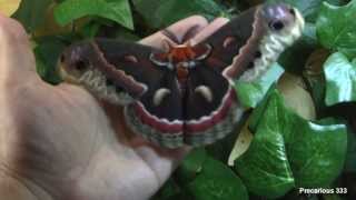 Hyalophora cecropia moth male [upl. by Alit]