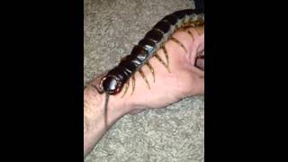 Scolopendra Gigantea Handling [upl. by Everest531]