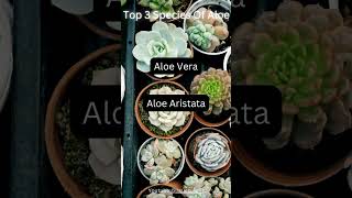 Top 3 Species Of Aloe [upl. by Cayla]