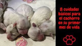 Los cuidados del cachorro en el primer mes de vidacoton de tulear [upl. by Goldin]