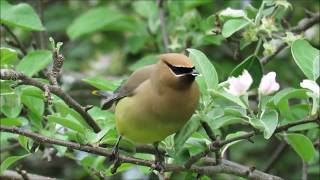 Birding in Ottawa Cedar Waxwings feasting on an Apple Tree [upl. by Reynold]