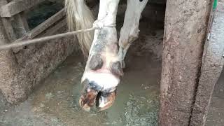 Laminitis in a Friesian cow This causes lameness and reduced production [upl. by Lovering]