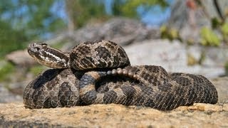 The Massasauga Rattlesnake Ontario Wildlife Video Series [upl. by Pelagias]