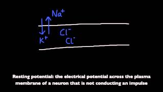 654 Define resting potential and action potential depolarization and repolarization [upl. by Dorelia]