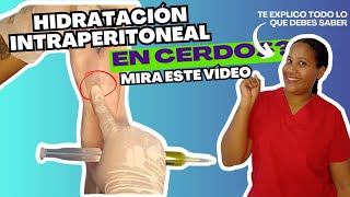 Hidratación intraperitoneal en lechones 🐷 [upl. by Arakaj]