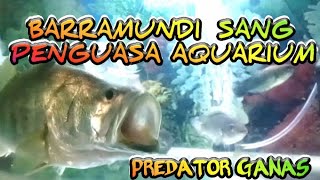 BARRAMUNDI PENGUASA AQUARIUN Air Tawar [upl. by Lerraj]