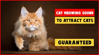 CAT MEOWING SOUNDS TO ATTRACT CATS GUARANTEED [upl. by Junko]