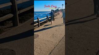 Cruising East Side Santa Cruz California yorkie [upl. by Onailimixam]