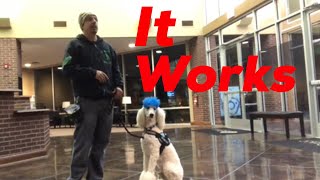 Service Dog Training  Standard Poodle [upl. by Einafpets593]