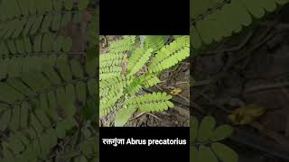 रक्त गुंजा  Abrus precatorius ayurveda medicinalplants ayurvedicherbs viralshorts trending [upl. by Dacy]