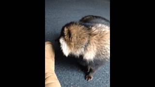 Raccoon dog tanuki vs raccoon best mates wwwtheexoticanimalencountercouk [upl. by Metzgar]