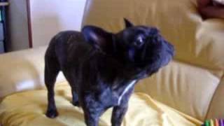 Val le Bouledogue francais qui chante French Bulldog [upl. by Asil]