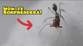 Odontomachus  TODO lo que debes SABER en MENOS de 3 MINUTOS [upl. by Nohsreg]