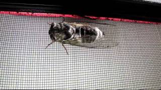 thelopecom  Neotibicen auletes cicada  long call file 11 08 21 074 [upl. by Eive]