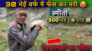 स्पीती में भेड़पालक की 30 भेड़ें बर्फ में फँसने से मरी 😭😱  Himalayan Shepherds Life [upl. by Manus]