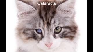 What causes Blindness in Cats [upl. by Rann429]