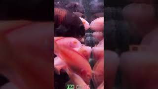 Albino cichiled fish cichlid aquariumfish peacockcichlid freshwaterfish yt shorts Fish world [upl. by Mychael81]